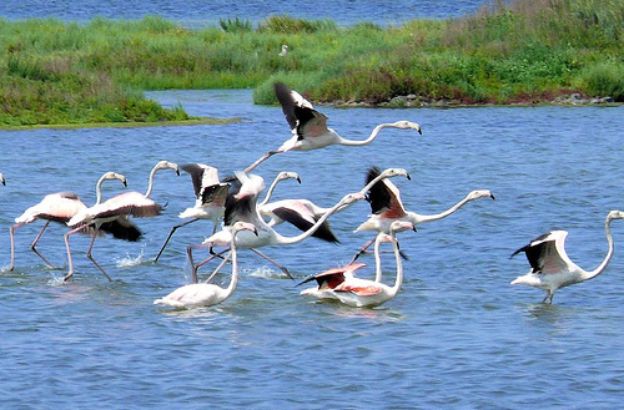 parco-delta-po