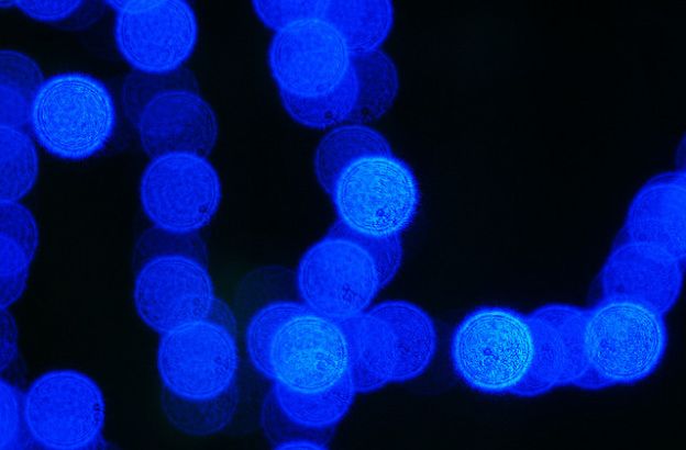 particella-di-dio particella-di-dio