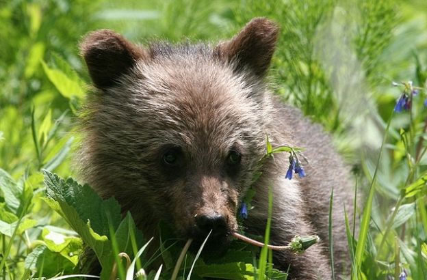 baby-grizzly baby-grizzly
