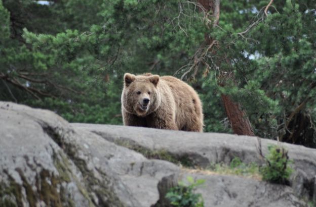 dimensioni-grizzly dimensioni-grizzly