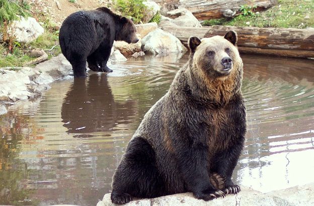grizzly-pericoloso grizzly-pericoloso