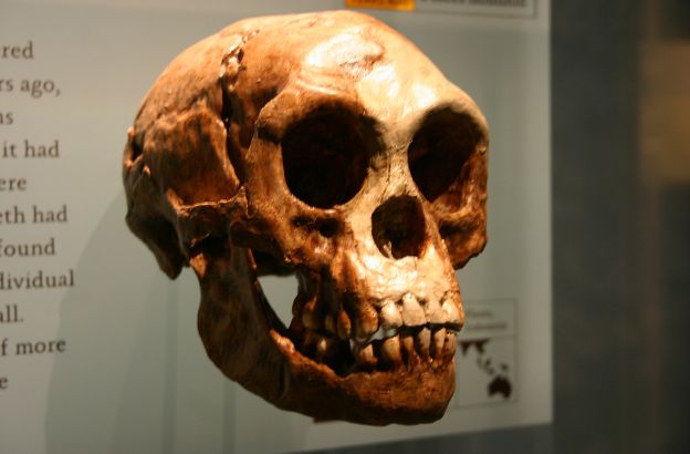 homo-floresiensis-hobbit homo-floresiensis-hobbit