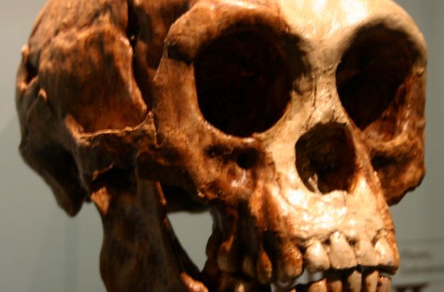 homo-floresiensis homo-floresiensis