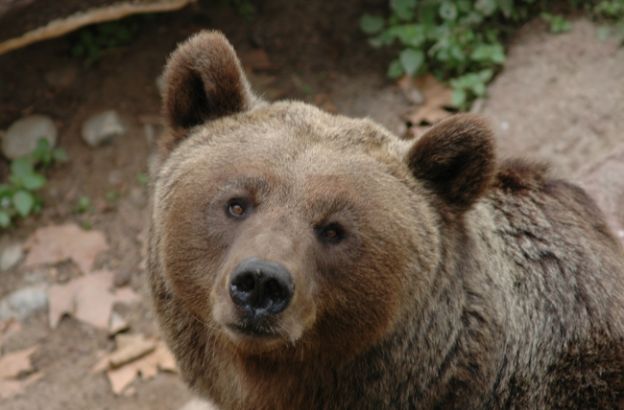 orso-alimentazione orso-alimentazione
