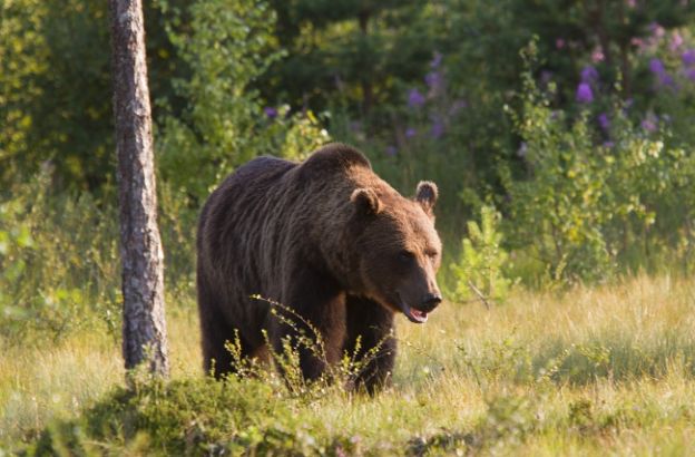 orso-grizzly