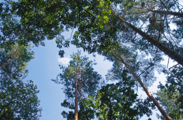 alberi alberi