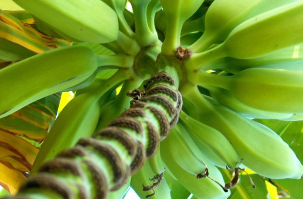 banano banano