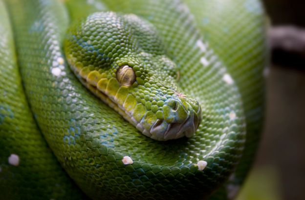 boa boa