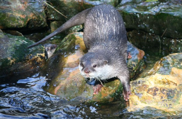 castori castori