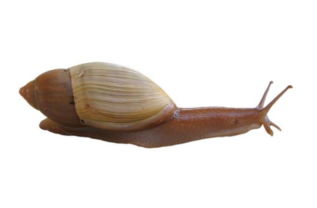 chiocciola1 chiocciola1