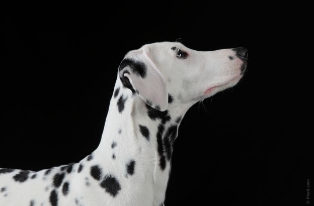 dalmata-cane dalmata-cane