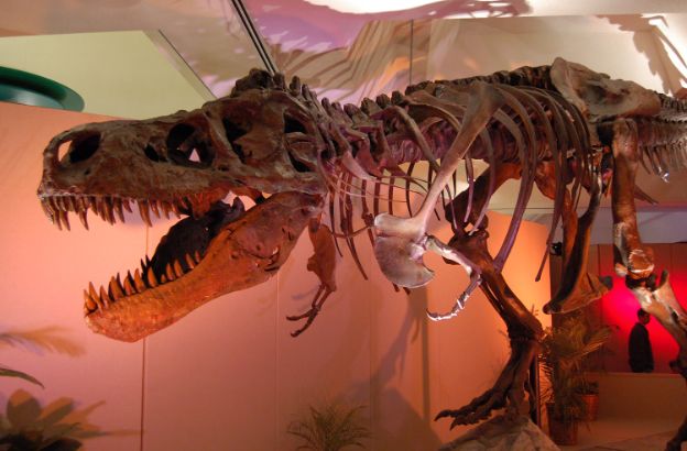dinosauro dinosauro