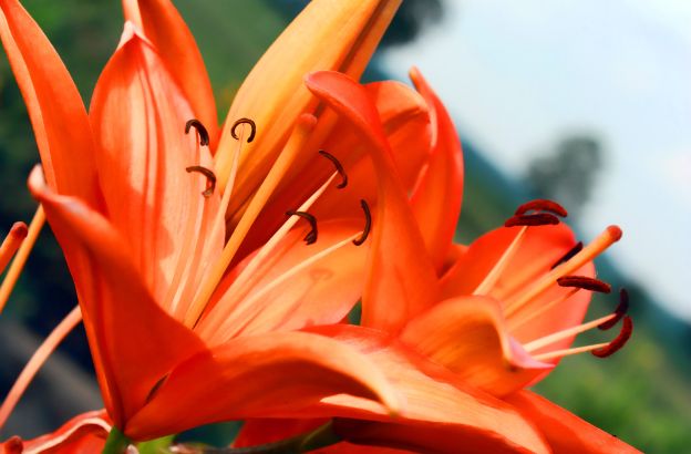 fiore fiore