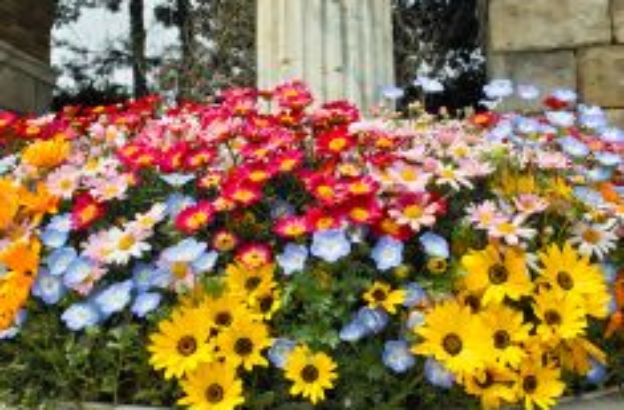 fiori fiori