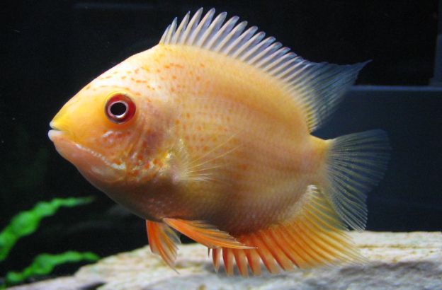 fish fish