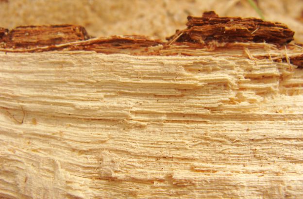 foreste-pietrificate foreste-pietrificate