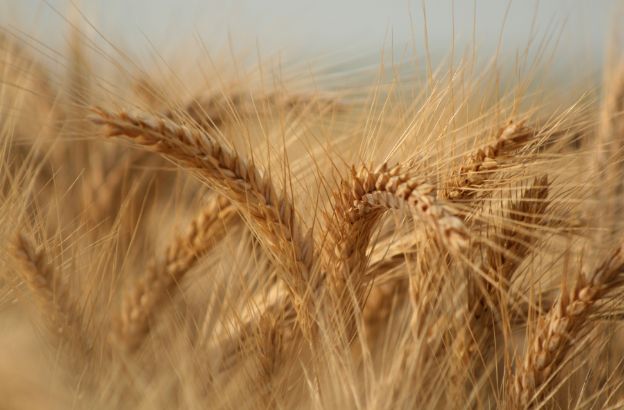 grano0 grano0