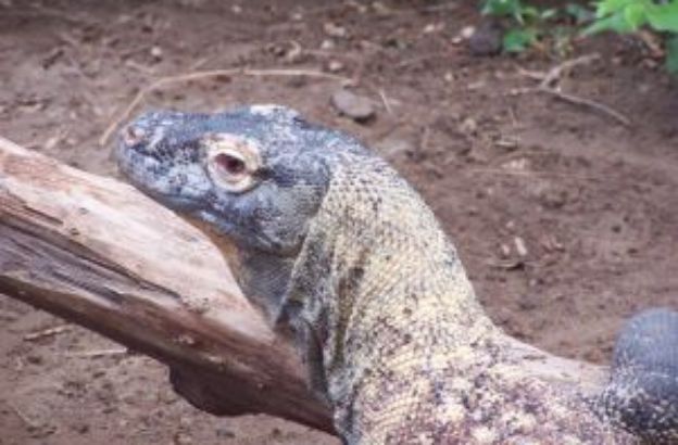 komodo_dragon komodo_dragon