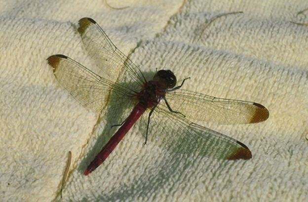 libellula libellula