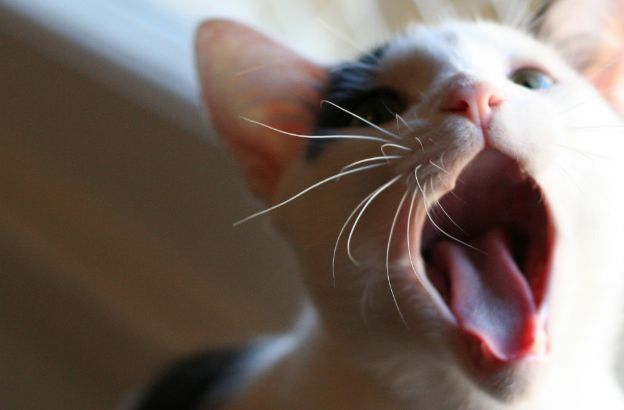 lingua-gatto lingua-gatto