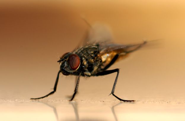mosca0 mosca0
