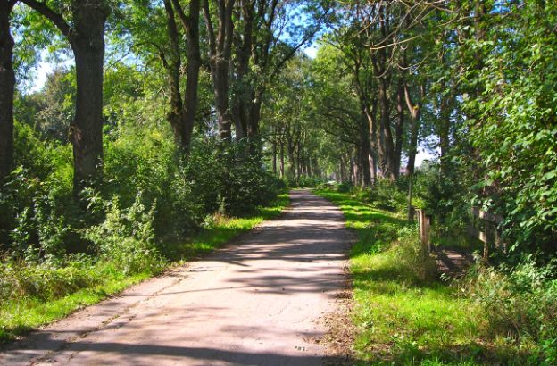 natura-alberi natura-alberi