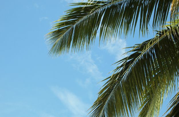 palma palma