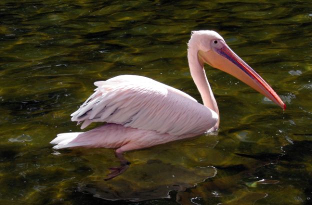 pellicano pellicano