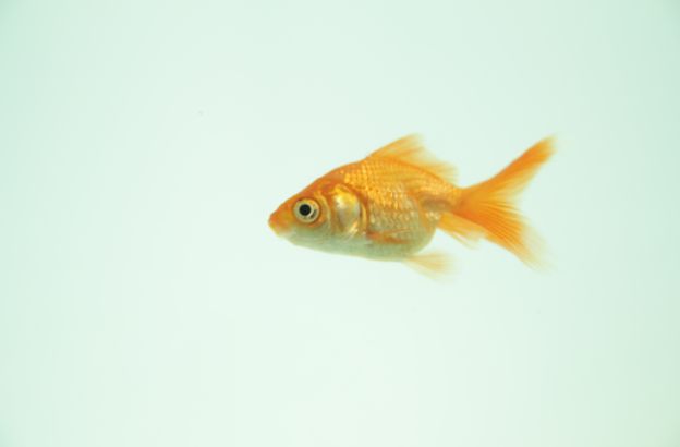 pesce-rosso pesce-rosso