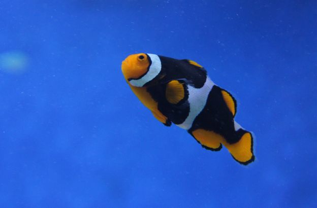 pesce pesce