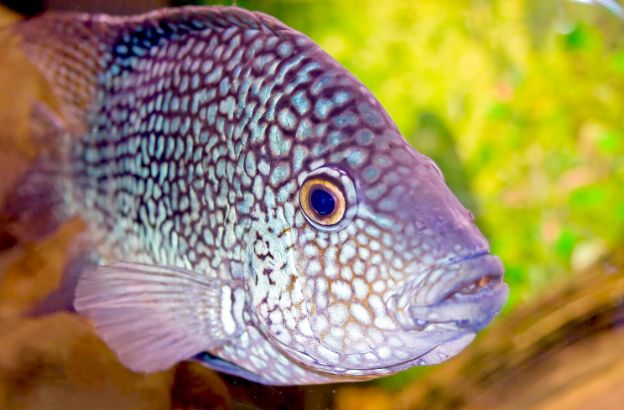 pesce0 pesce0