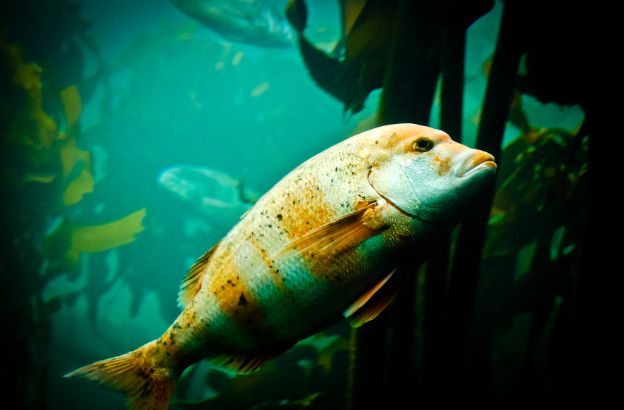 pesce1 pesce1