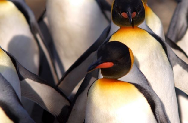 pinguini4 pinguini4