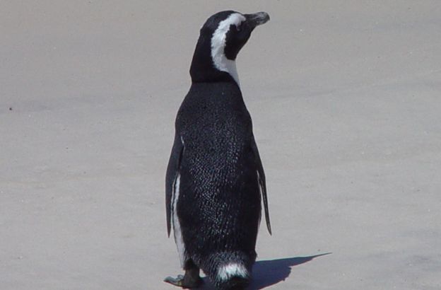 pinguino pinguino