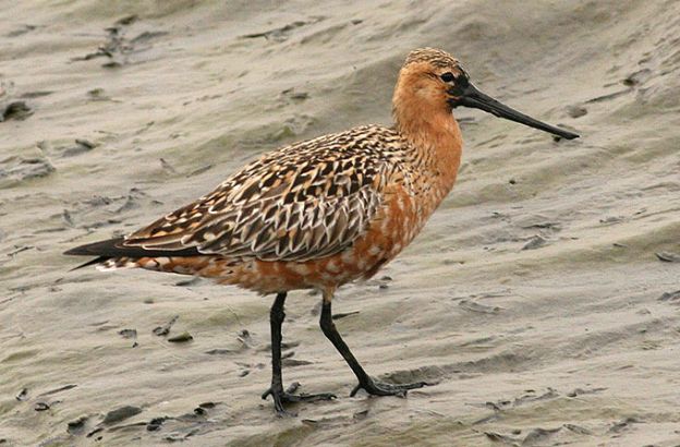 pittima-limosa pittima-limosa