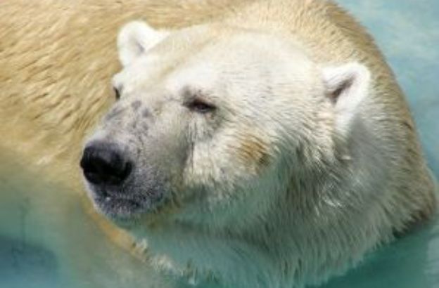polar_bear_1
