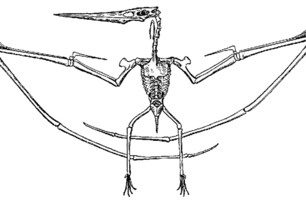 pteosauro pteosauro