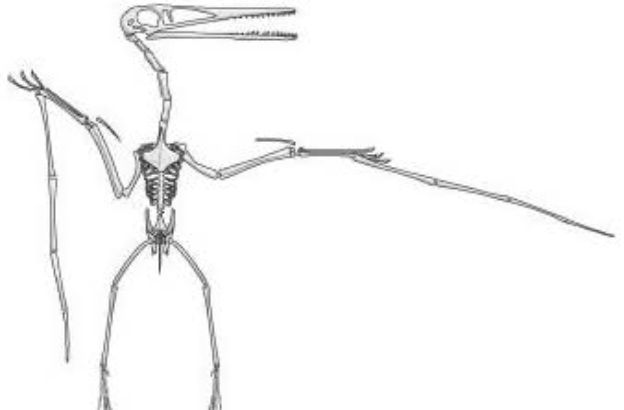 pterodattilo1 pterodattilo1