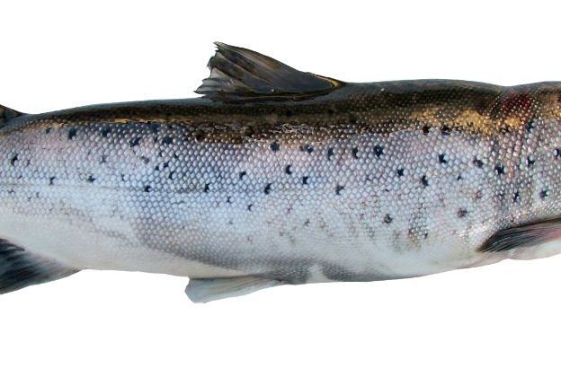 salmone salmone