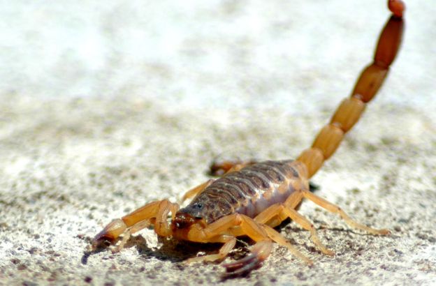 scorpione scorpione