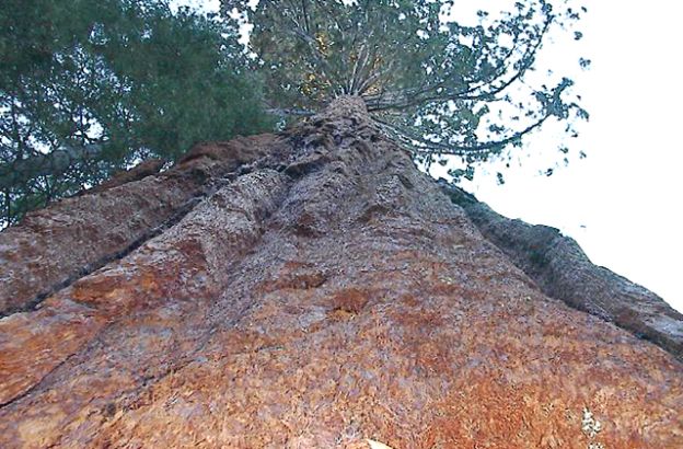sequoia sequoia