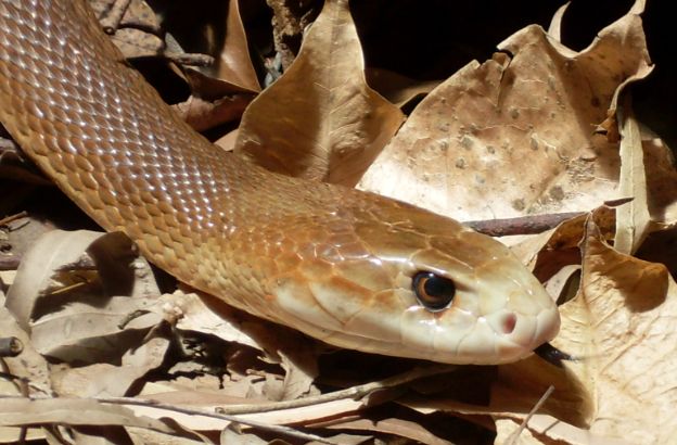 serpente-taipan