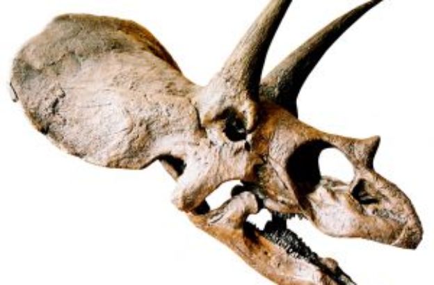 triceratopo