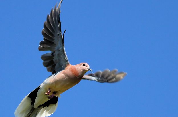 uccello uccello