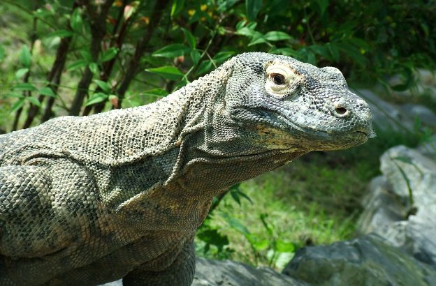 varano-komodo varano-komodo
