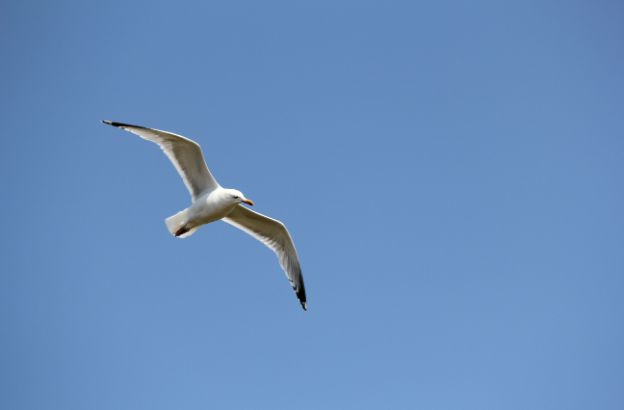 volo-uccelli volo-uccelli
