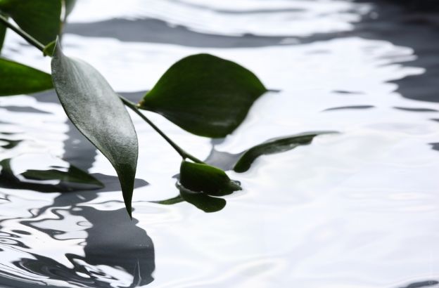 acqua-foglie