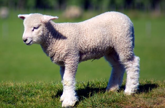 agnello