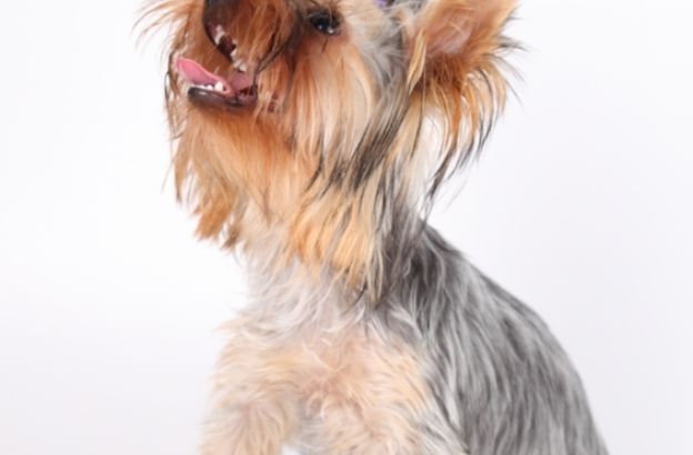 cane-yorkshire cane-yorkshire