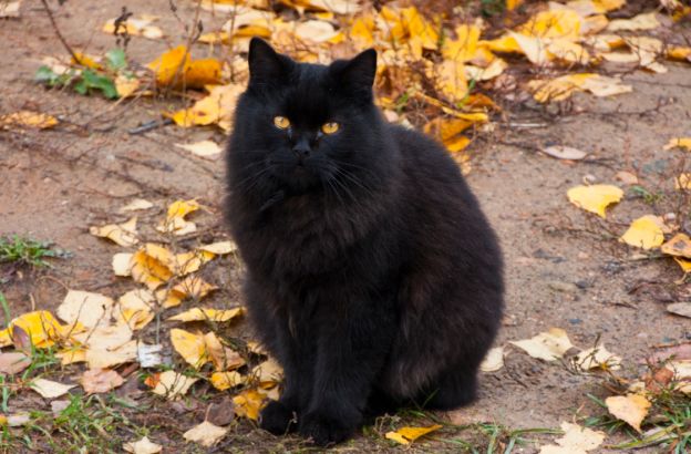 gatto-nero gatto-nero